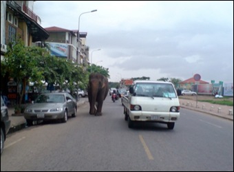 Elephant walks down the road in Vietnam