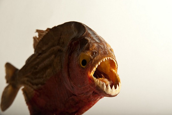Who's afraid of the stuffed Piranha?