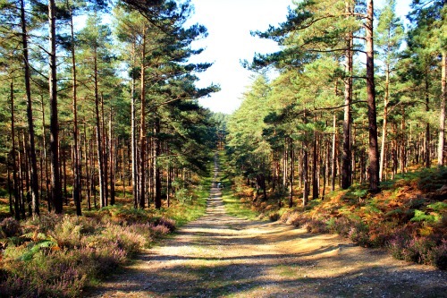 Enchanting view of Swinley Forest