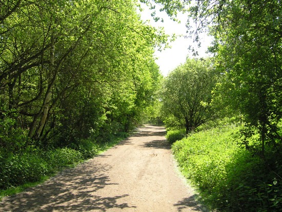 Cycle route under the trees